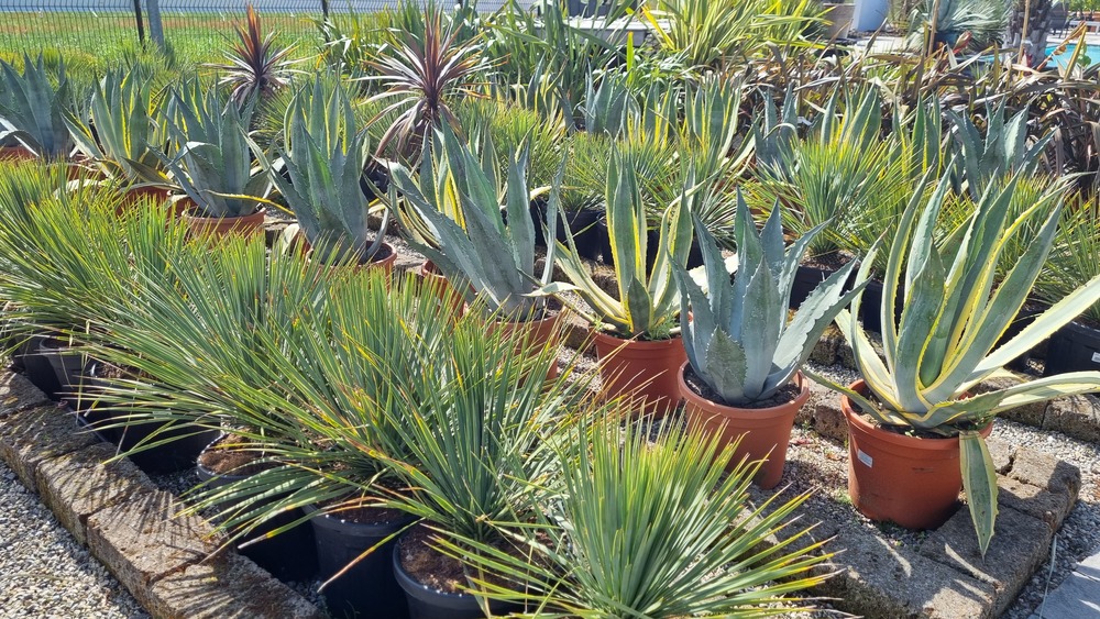 aménagement végétal et plantation en Isère